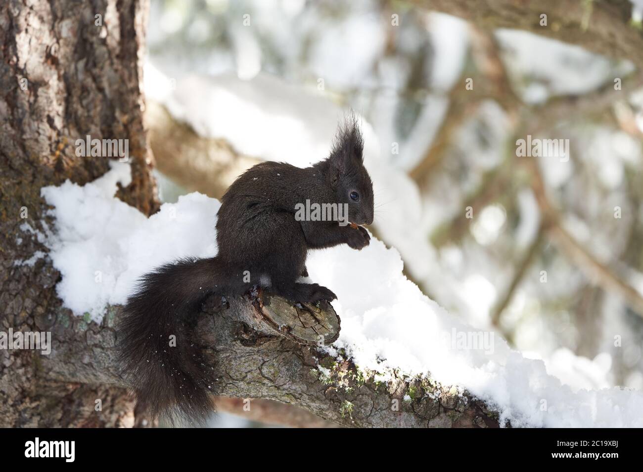 Eurasian brown red Squirrel Sciurus vulgaris Cute Snow Nut Stock Photo