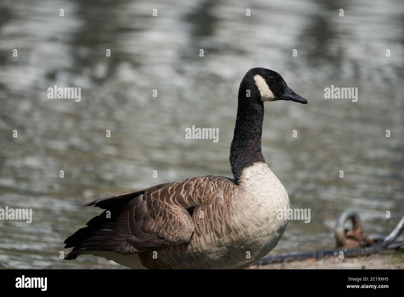 Canada goose Branta canadensis a large wild goose Portrait Stock Photo