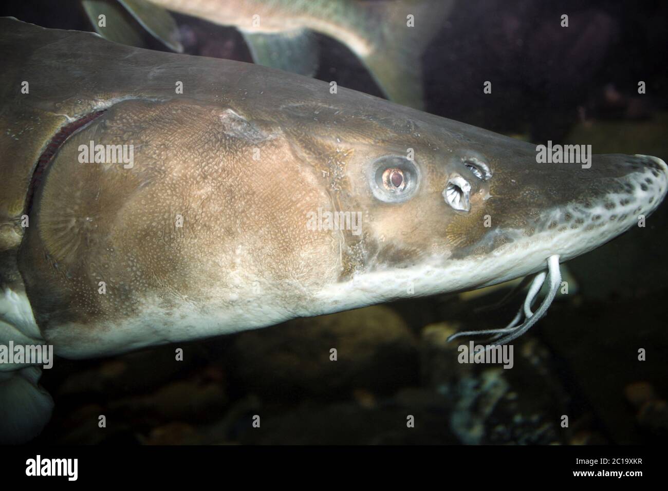 Shortnose Sturgeon Acipenser brevirostrum Stock Photo