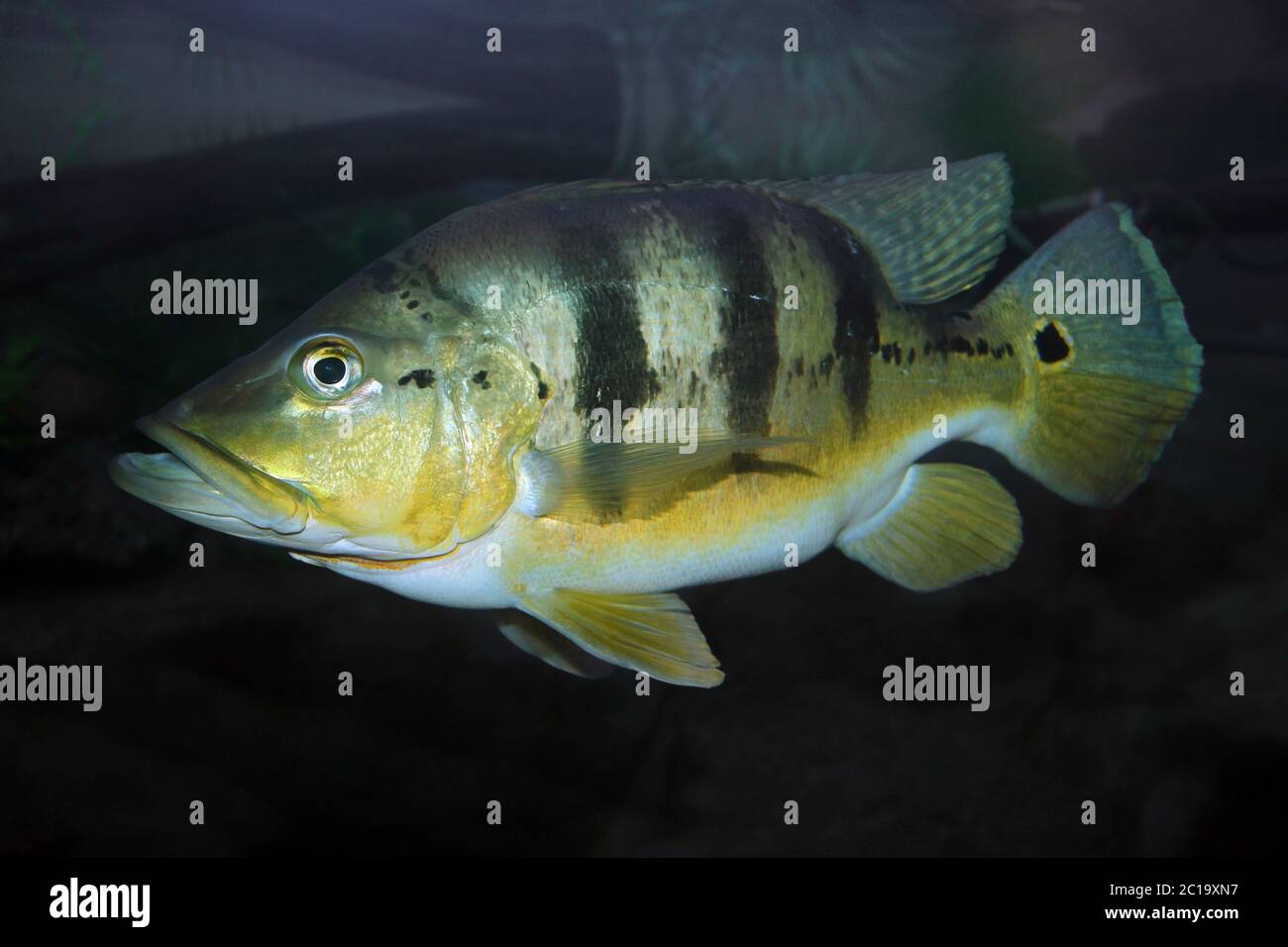 Kelberi Peacock Bass (a.k.a. Yellow Peacock Bass) Cichla kelberi Stock Photo