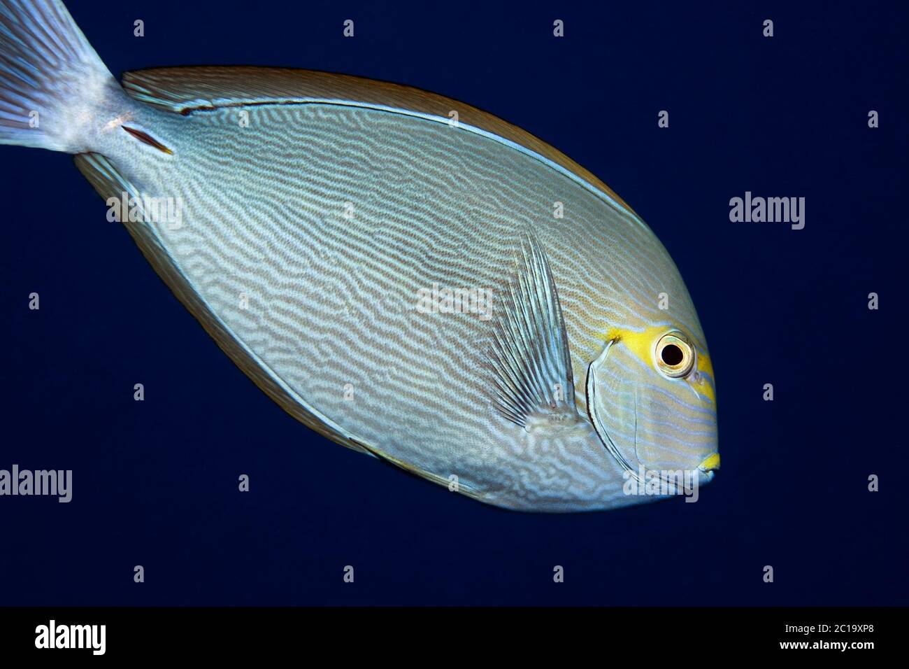 Elongate surgeonfish - Acanthurus mata Stock Photo