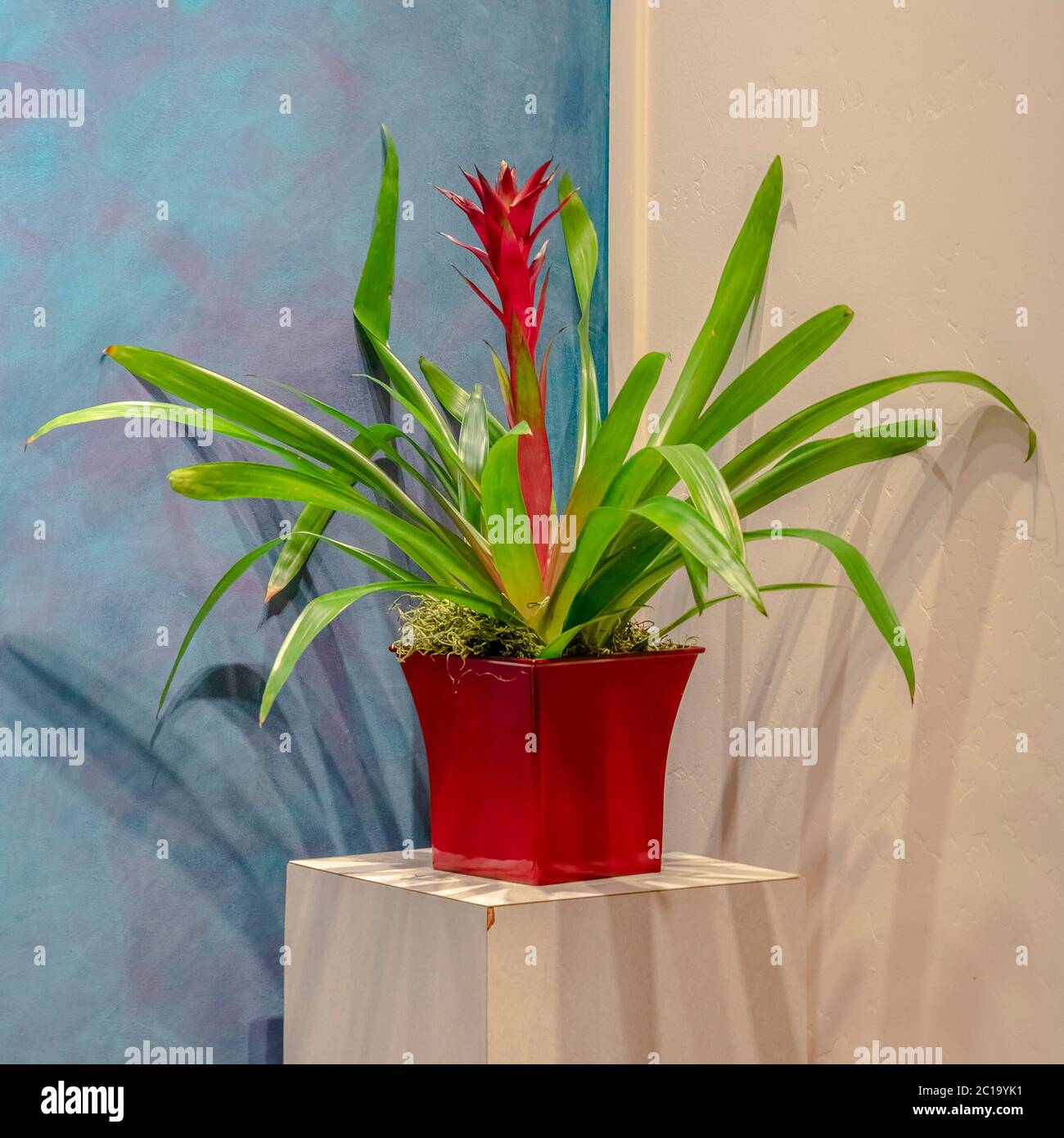 Square Potted bromeliad with colorful red flower interior Stock Photo