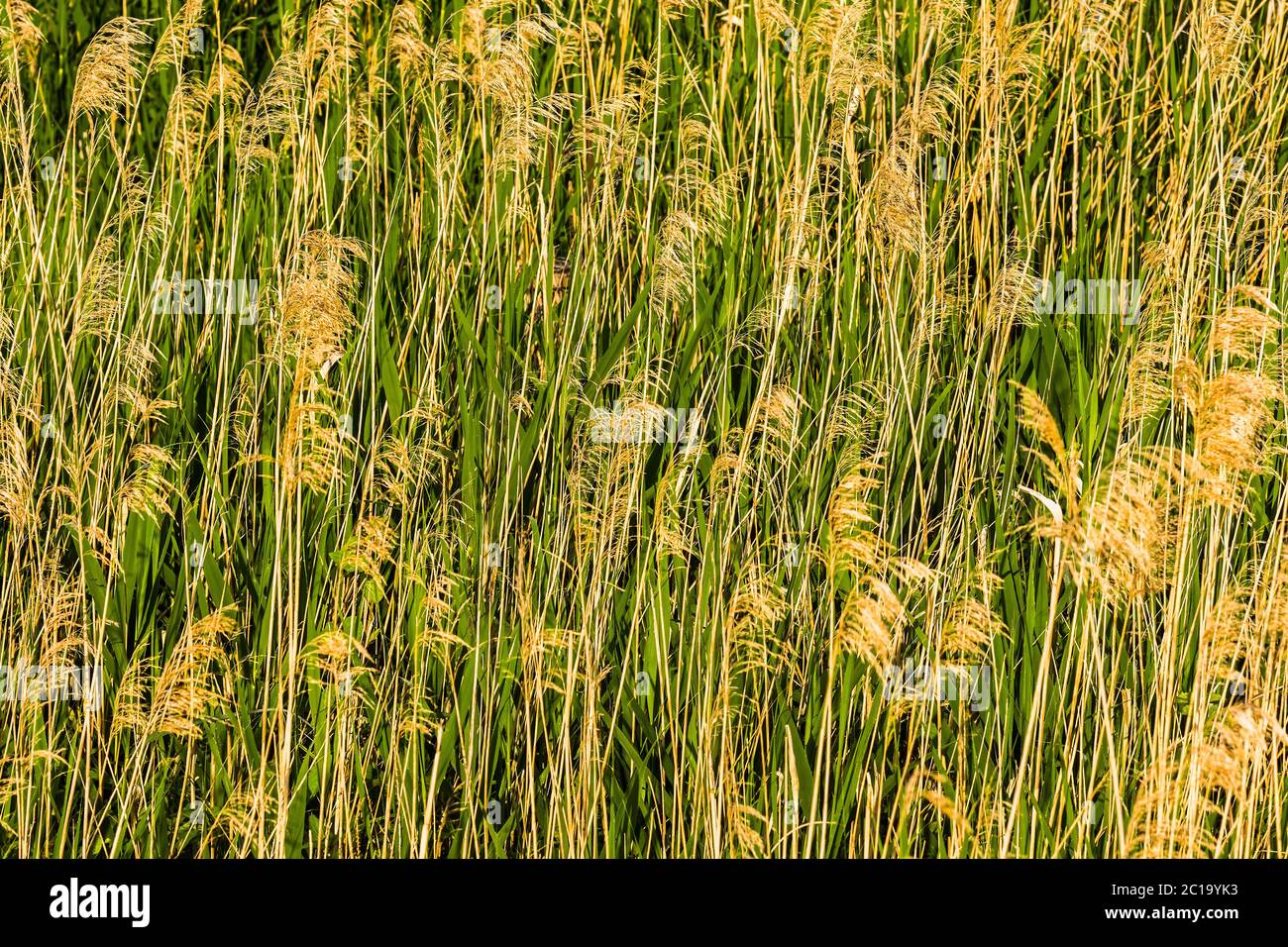Tall waterside Reed bed (Phragmites australis Stock Photo Alamy