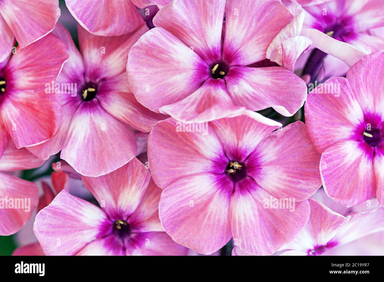 Pink flowers background Stock Photo - Alamy