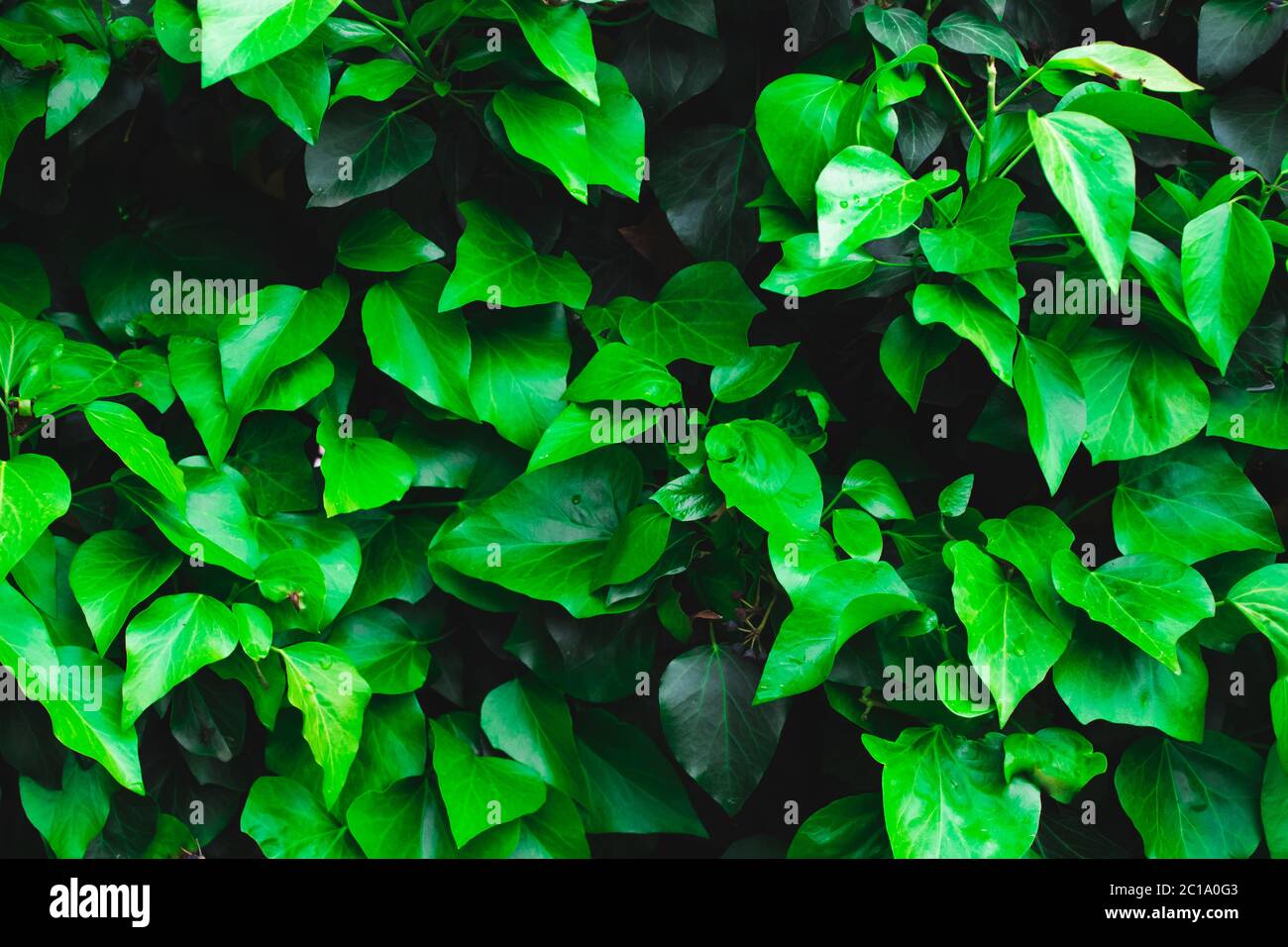 Fresh green ivy leaves as background or texture - garden or park wall with Hedera Helix plant, city jungle concept Copyspace for your text, selective Stock Photo