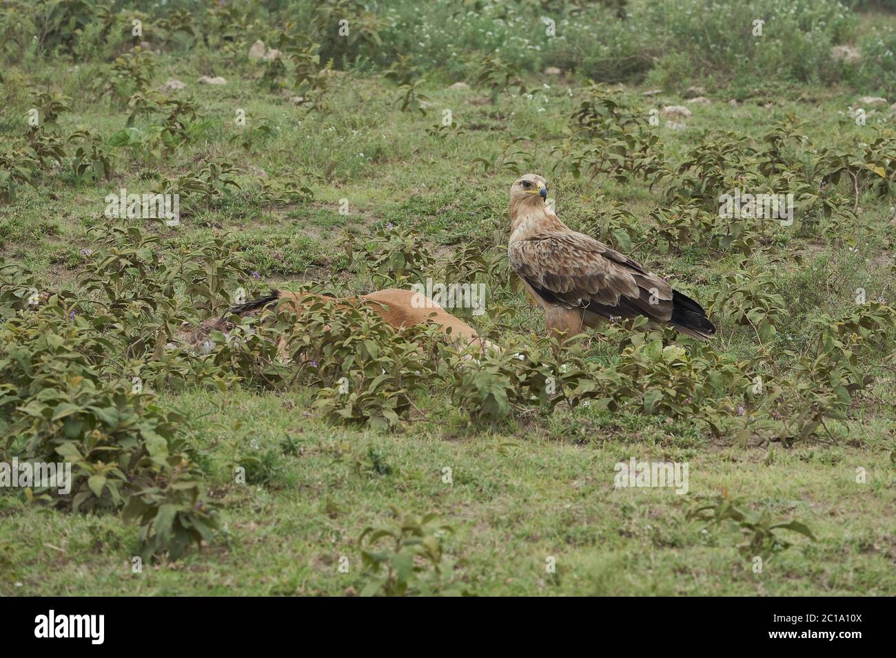 Tawny eagle with carrion eating impala Aquila rapax bird of prey Stock Photo