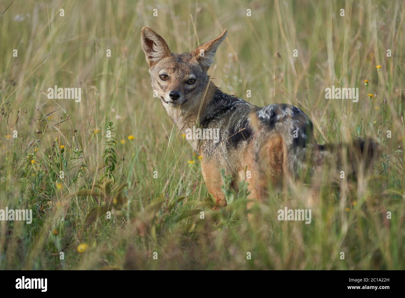 Golden Jackal Canis Aureus Safari Wild Portrait Stock Photo