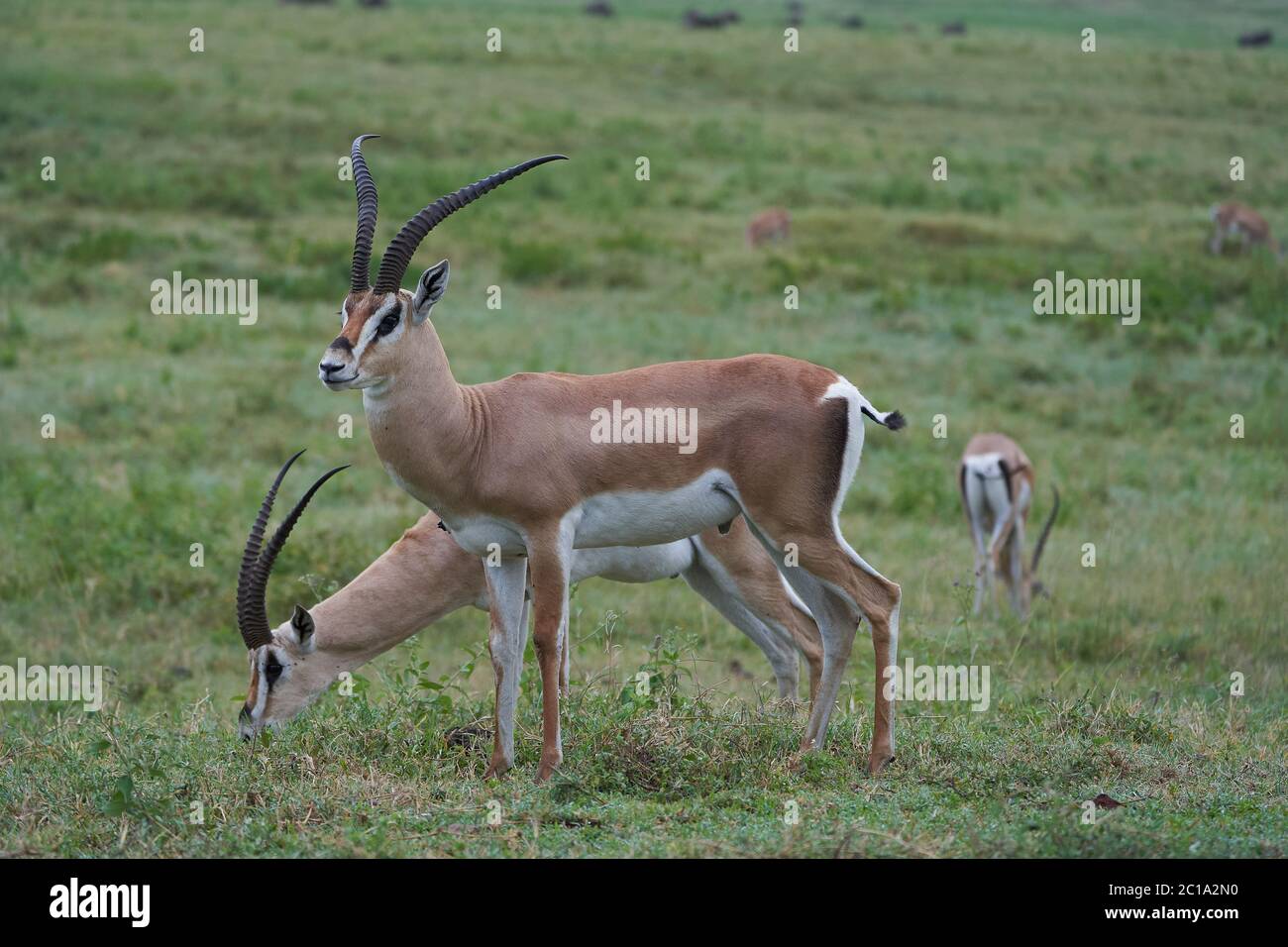 Thomson Thomsons Gazelle Eudorcas thomsonii Antelope Portrait Africa ...