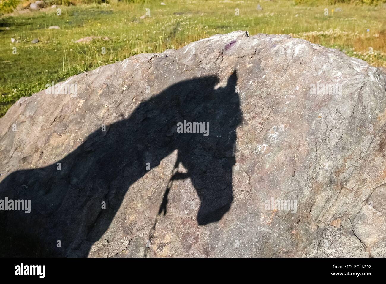 Horse Shadow High Resolution Stock Photography And Images Alamy
