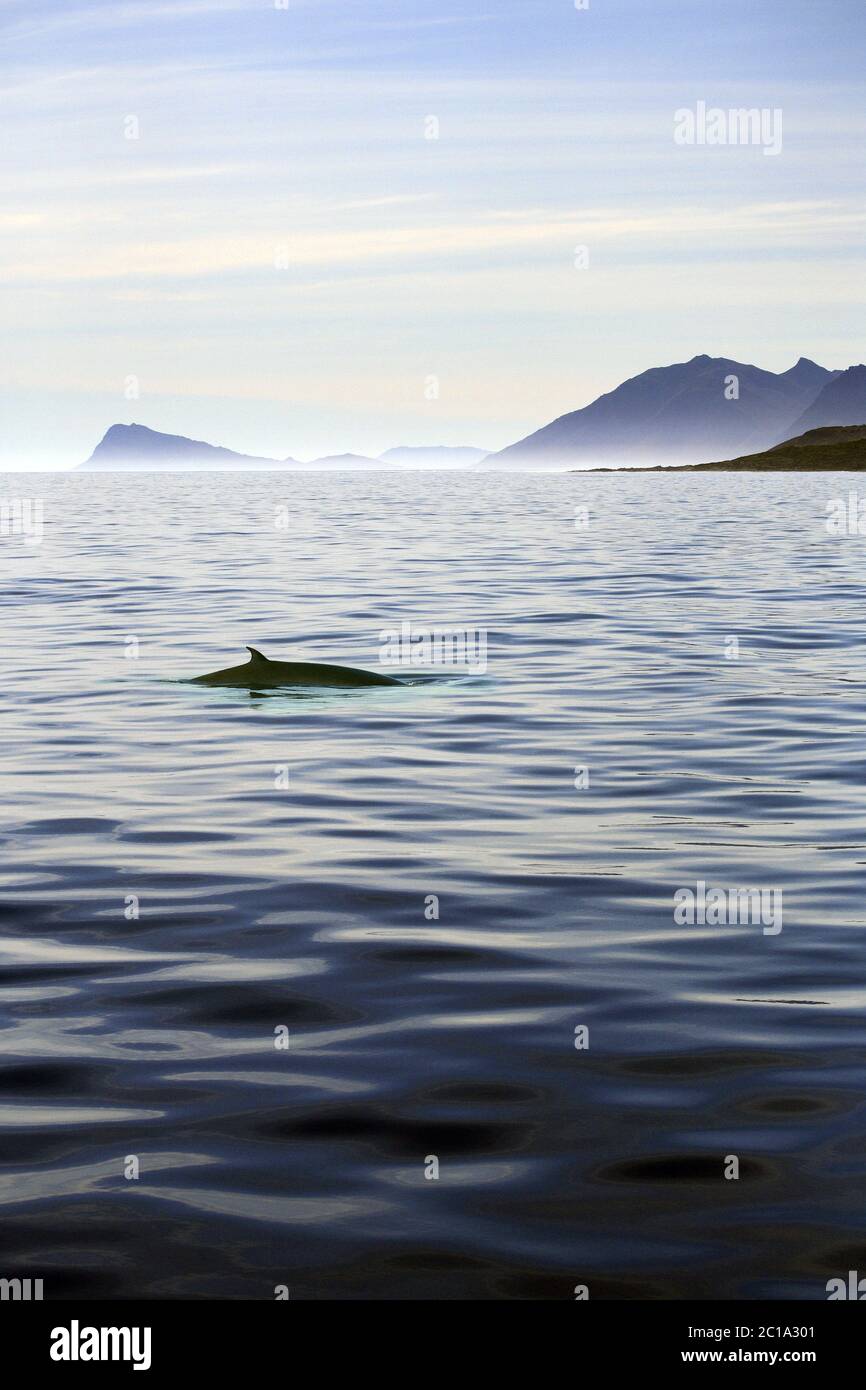 Fin whale (common rorqual) - Balaenoptera physalus Stock Photo - Alamy