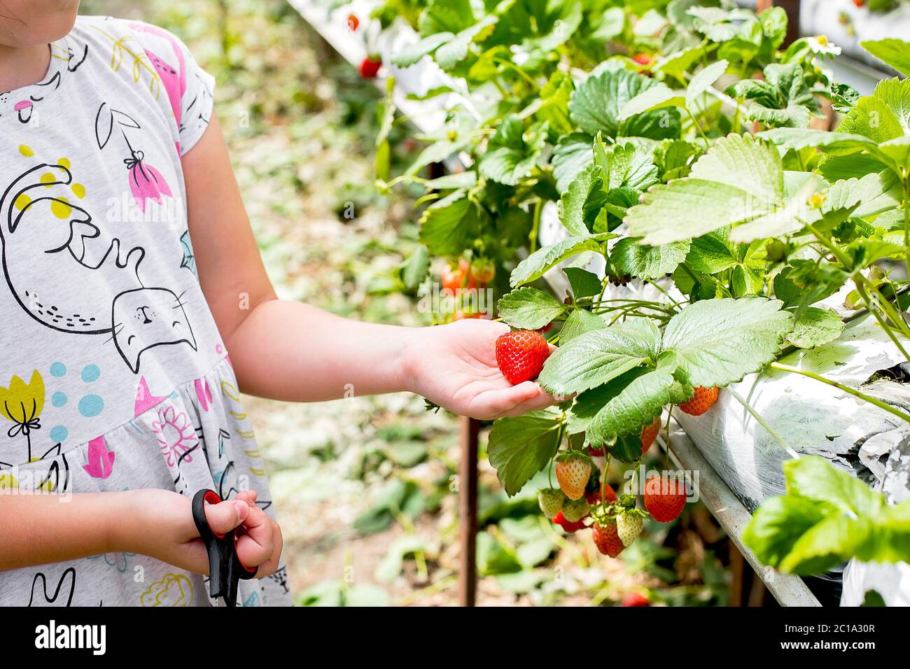 little girl strawberry dress