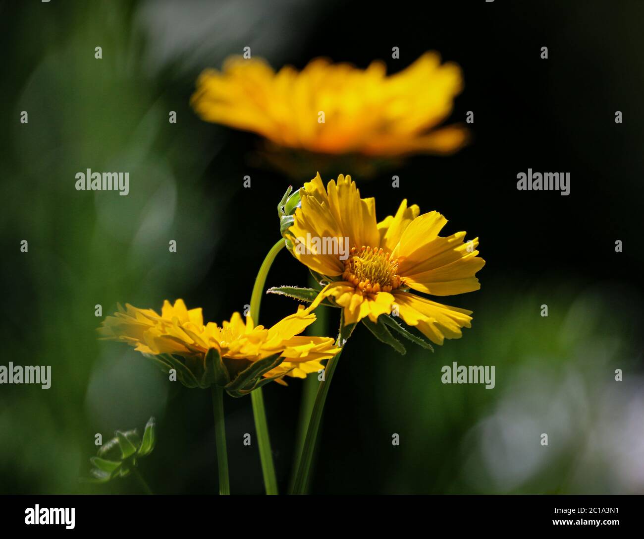 Yellow Heliopsis flowerhead in gentle green blurred foreground Stock Photo