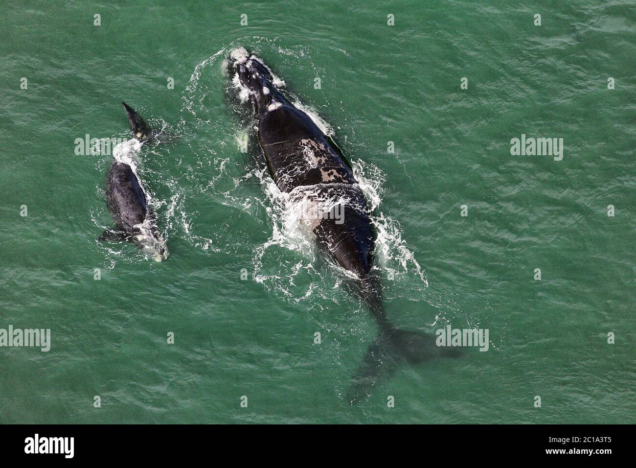Aerial view southern right whale hi-res stock photography and images ...