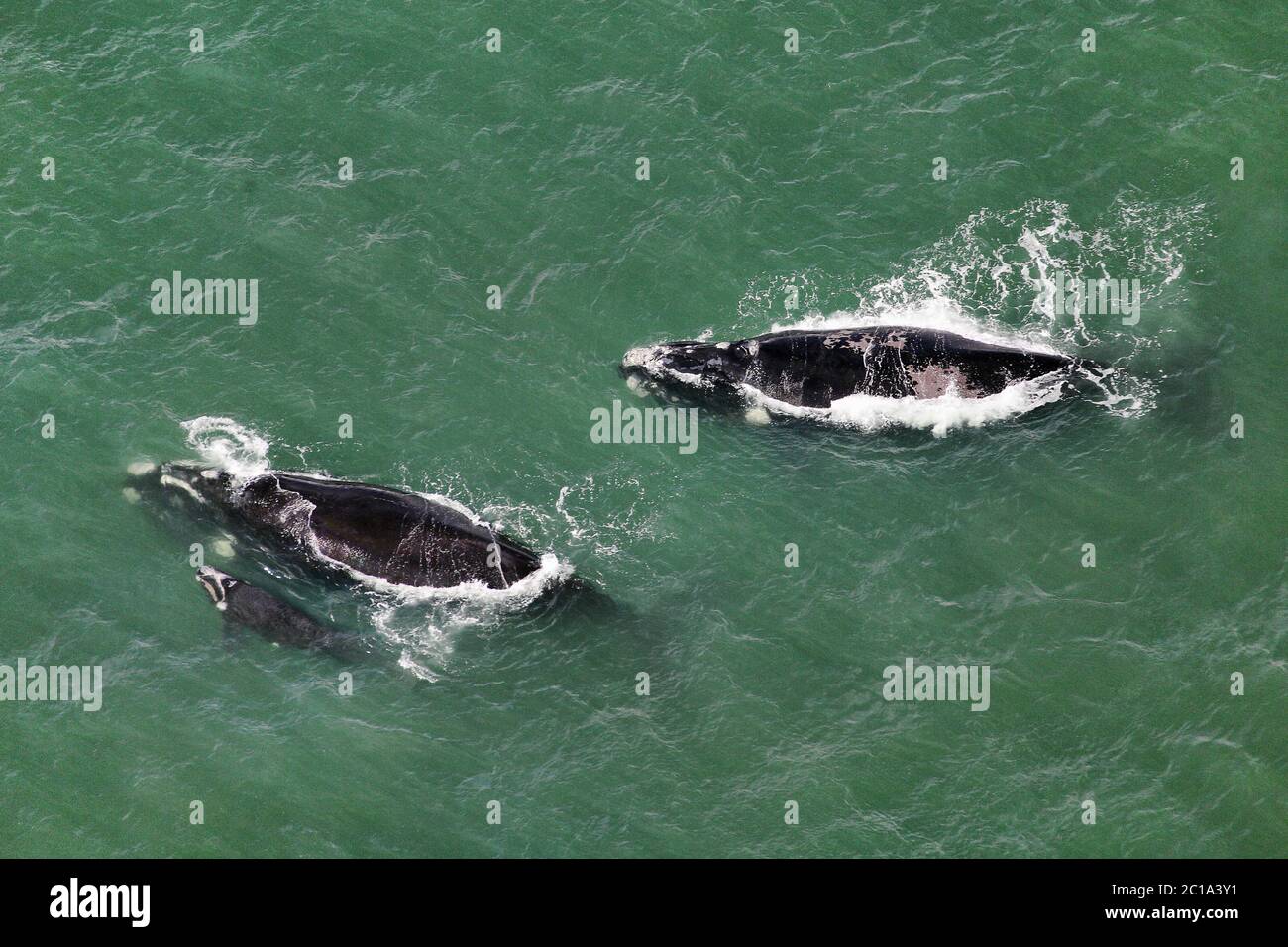 Southern right whales - Eubalaena australis Stock Photo