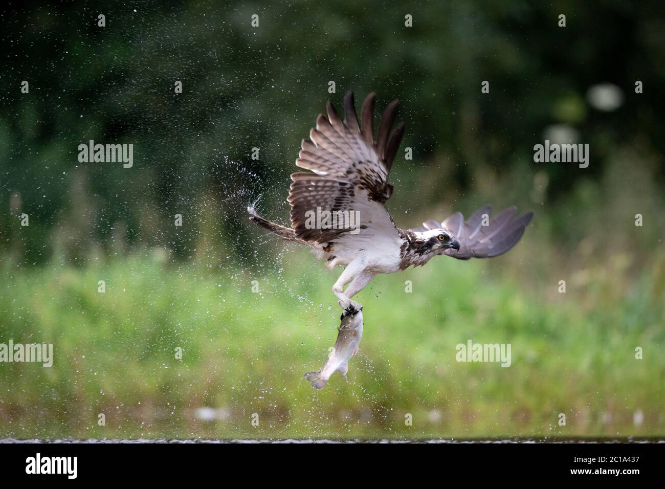 A western Osprey (Pandion haliaetus) hunts Trout, in order to feed its chicks, on a lake in Scotland. Stock Photo