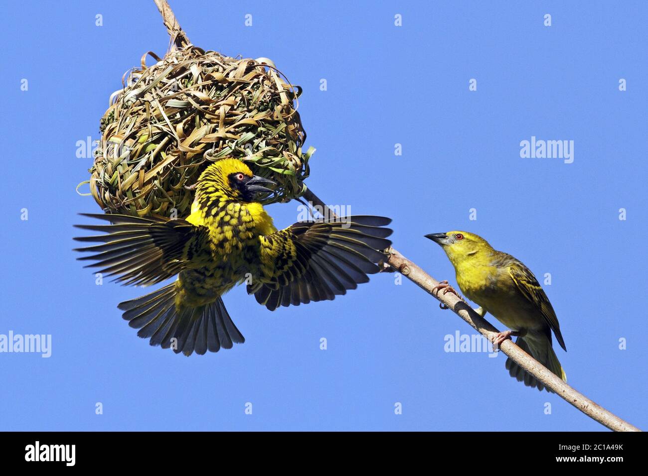 Village weavers (male & female) - Ploceus cucullatus Stock Photo - Alamy