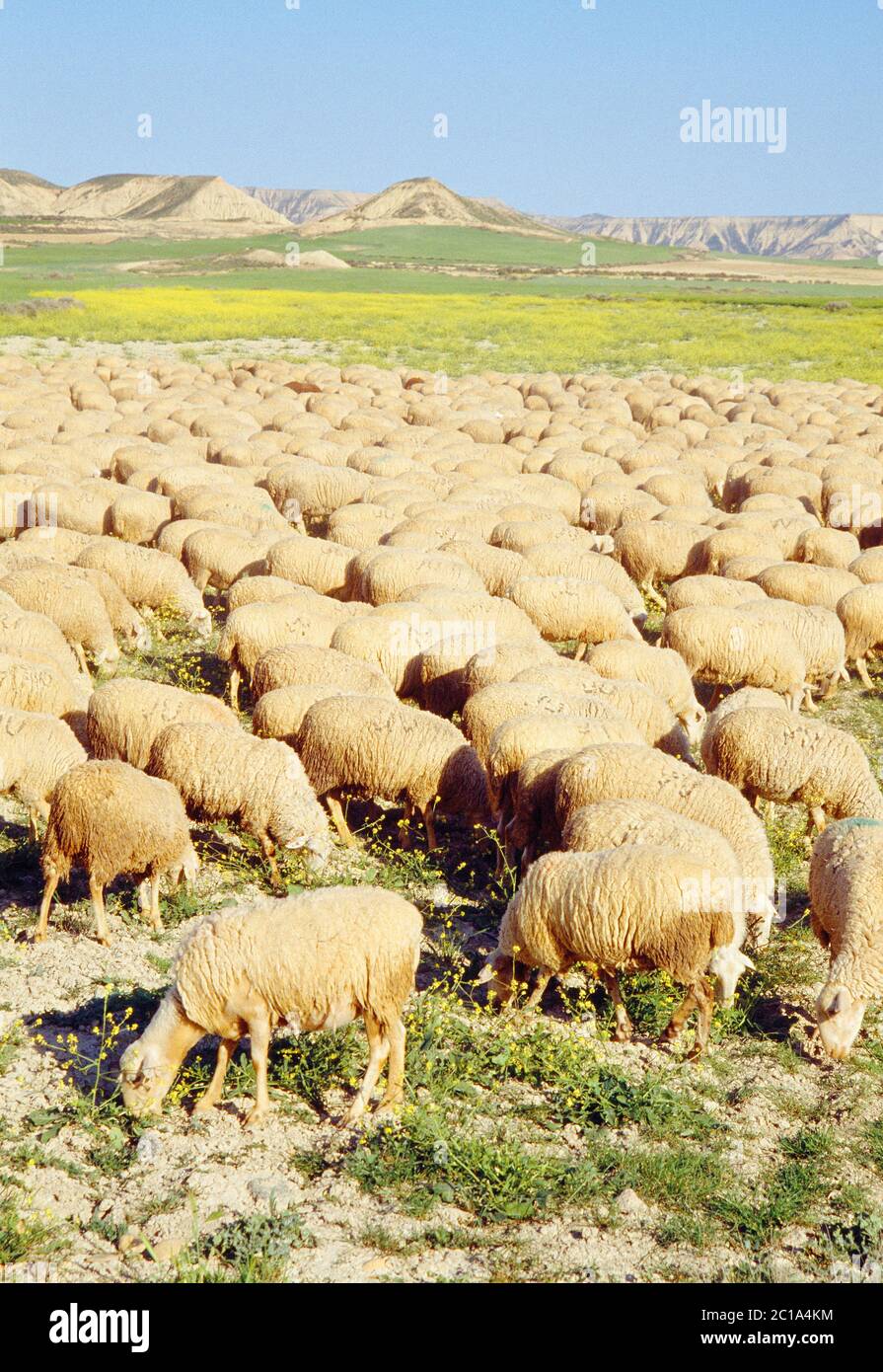 Flock of sheep. Las Bardenas Reales Nature Reserv, Navarra, Spain. Stock Photo