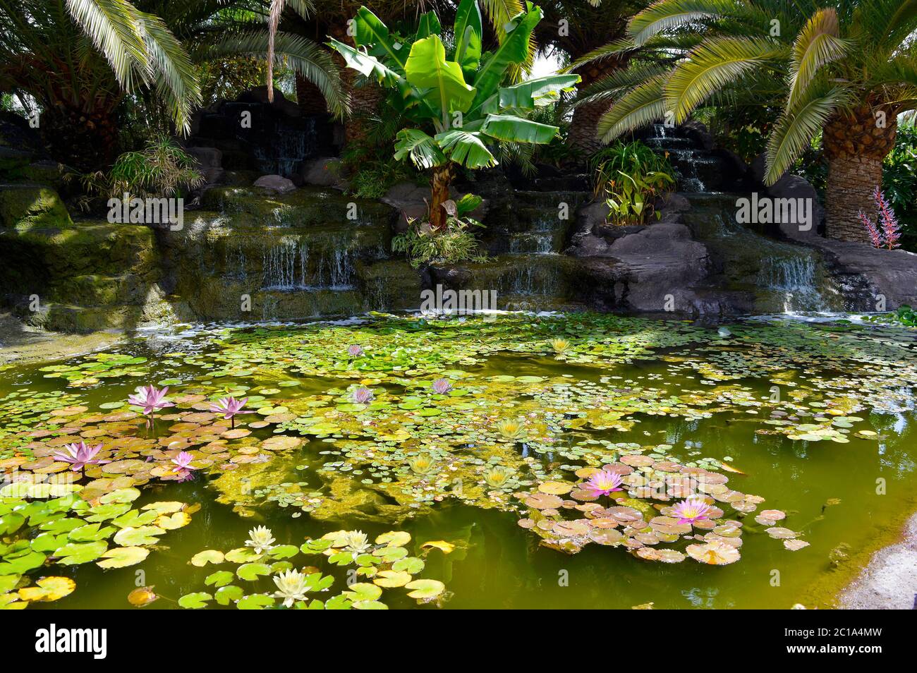 Tropical water garden in La Oliva, Fuerteventura one of the Canary Islands Stock Photo
