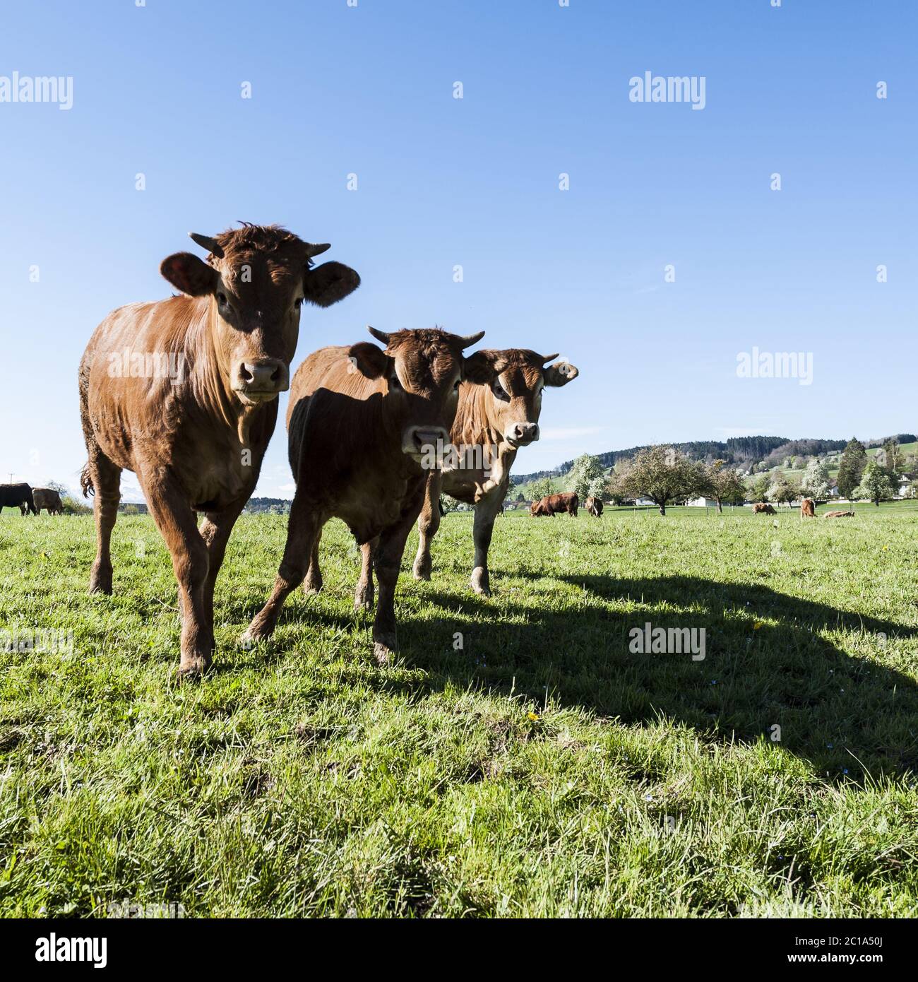 Animal husbandry in Switzerland Stock Photo