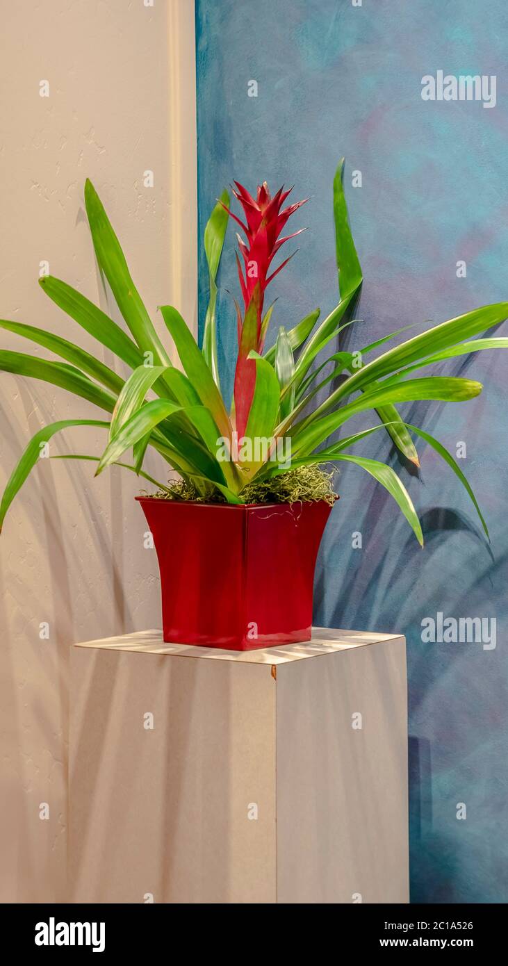 Vertical frame Potted bromeliad with colorful red flower interior Stock Photo