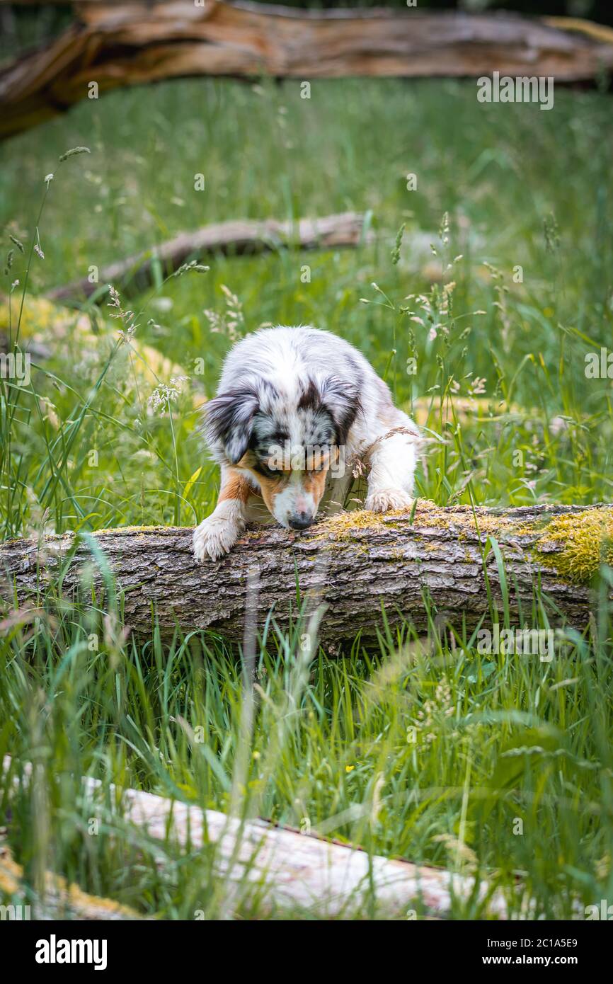 Dog australian shepherd blue merle waiting on tree trunk on german inner border shallow depth of field looking down Stock Photo