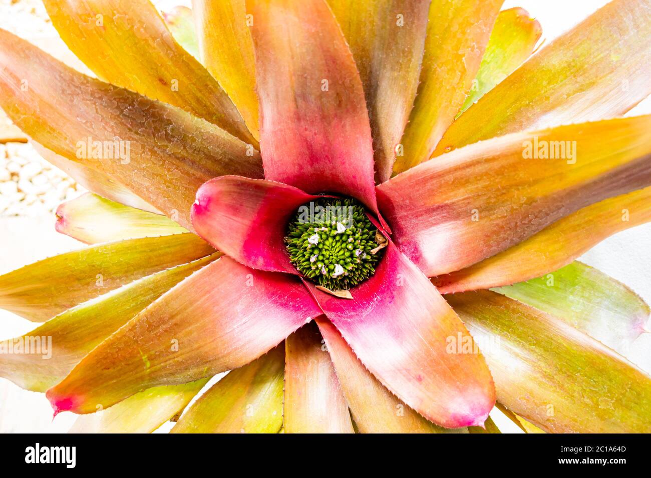 Top view of Bromeliad plant. Closeup view of bromeliad flower in a farm. Bromeliad is a tropical plant. Stock Photo