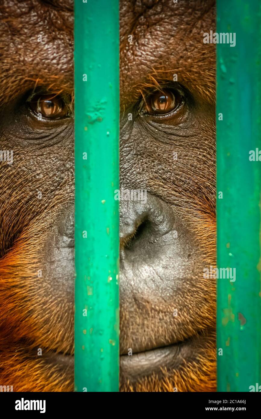 Sad orangutan behind bars Stock Photo