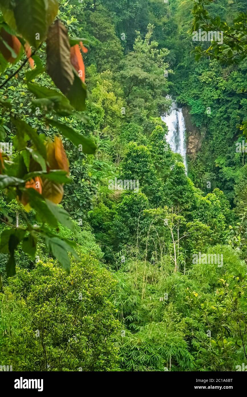 Small waterfall in the dense jungle Stock Photo - Alamy