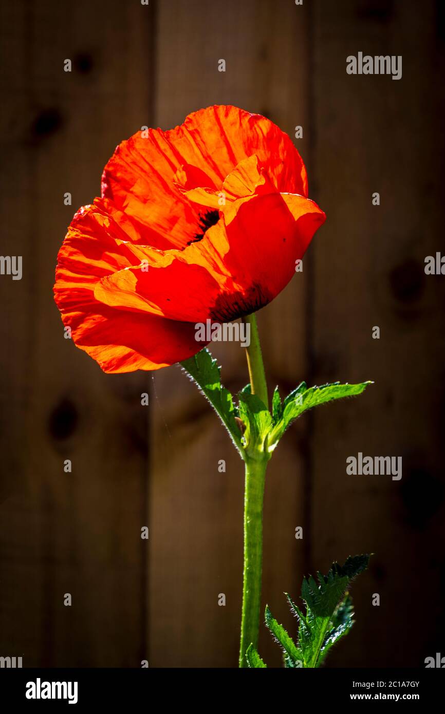 Brilliant Red Orientale Poppy on a Summer Morning Stock Photo