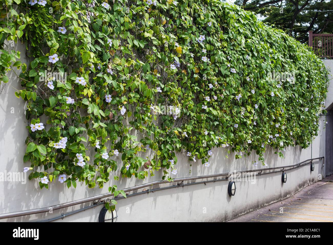 Vertical greenery along the park connector network in Singapore. Stock Photo