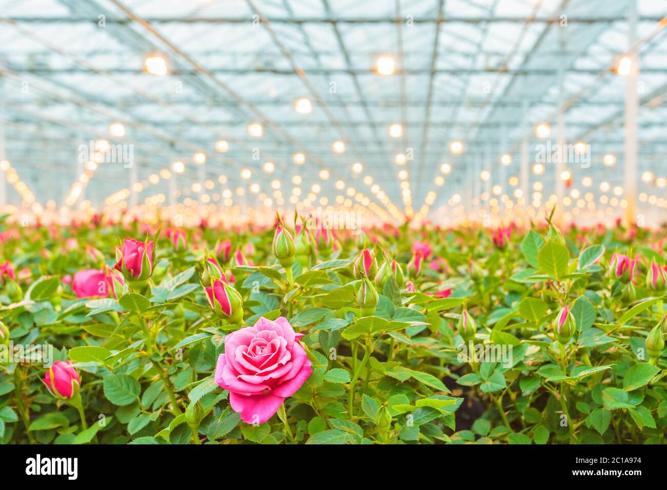 Greenhouse rose farming hires stock photography and images Alamy
