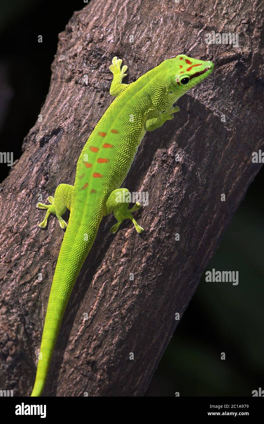 Madagascar giant day gecko -  Phelsuma grandis Stock Photo