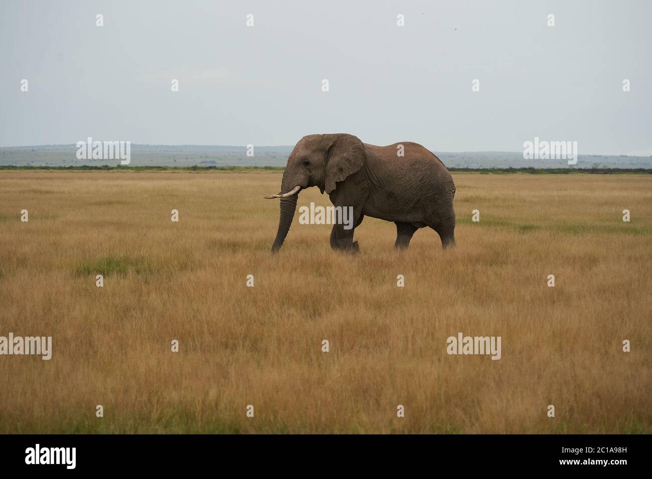 Elephant Group Amboseli - Big Five Safari African bush elephant Loxodonta africana Tusker Stock Photo