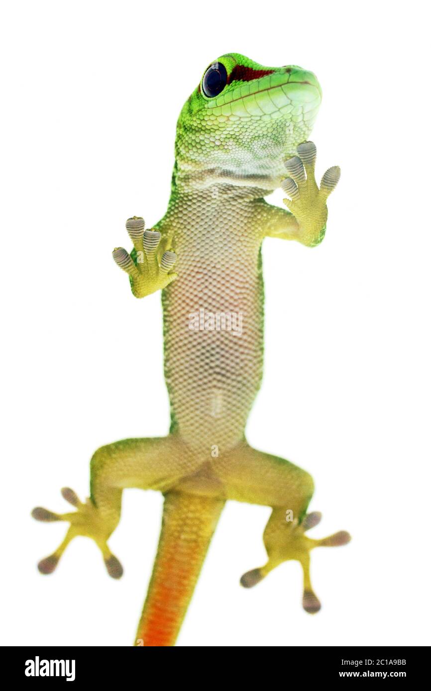 Madagascar giant day gecko -  Phelsuma grandis Stock Photo