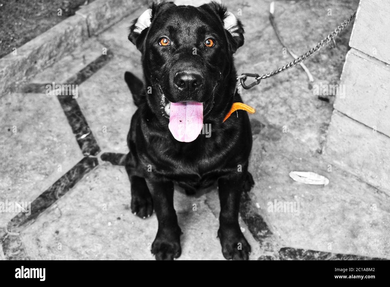 A black labrador dog sitting on the floor with its tongue outside looking at the camera.Background is made black and white to highlight the dog Stock Photo