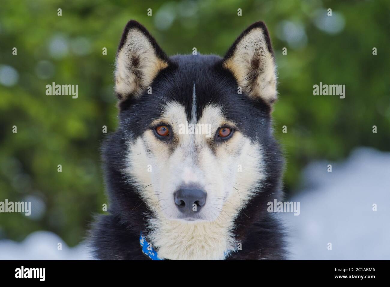 Siberian Husky dog portrait Stock Photo