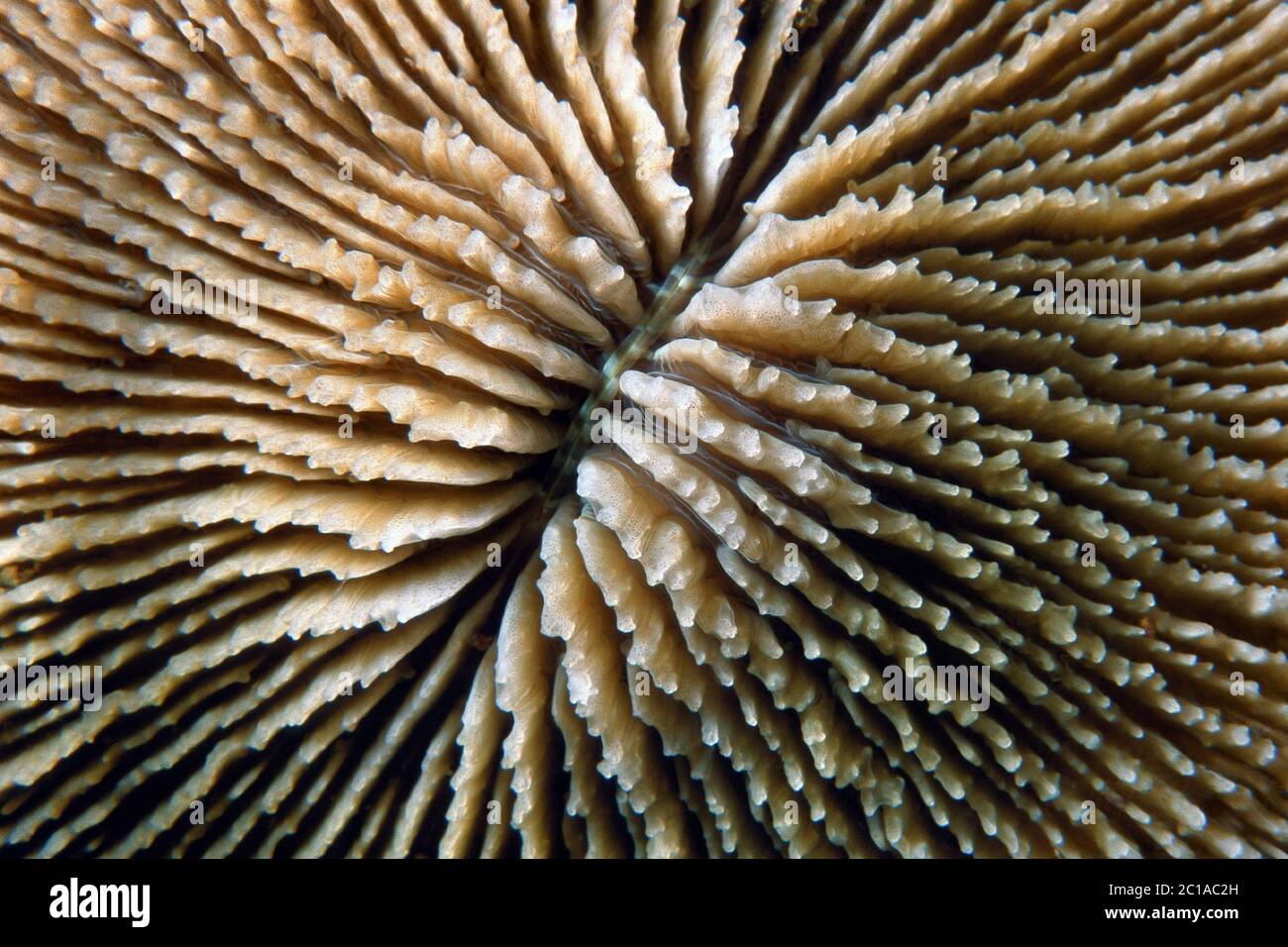 Mushroom coral - Fungia sp. Stock Photo