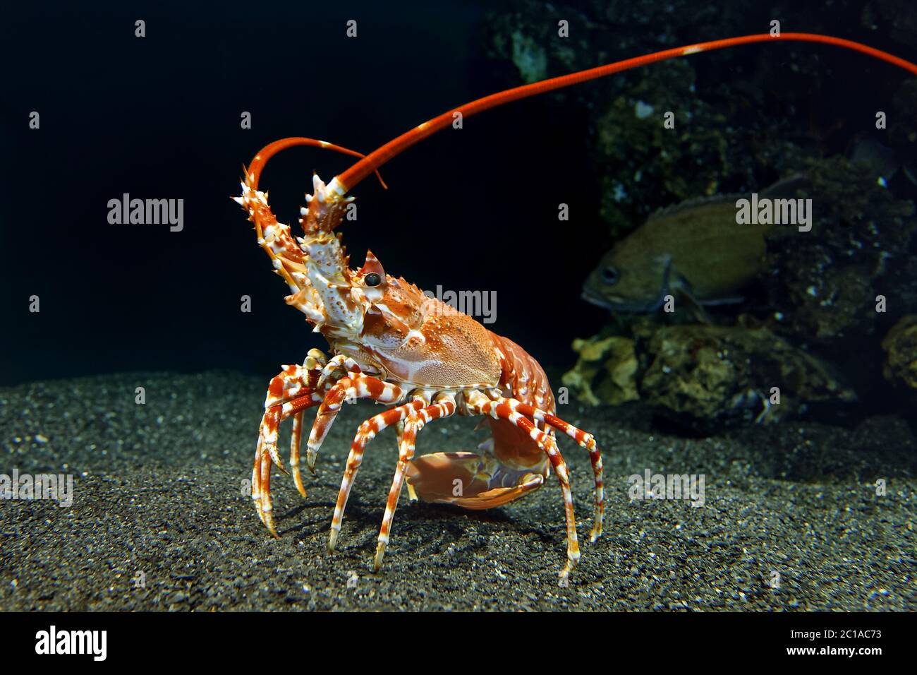 Southern spiny lobster - Palinurus gilchristi Stock Photo