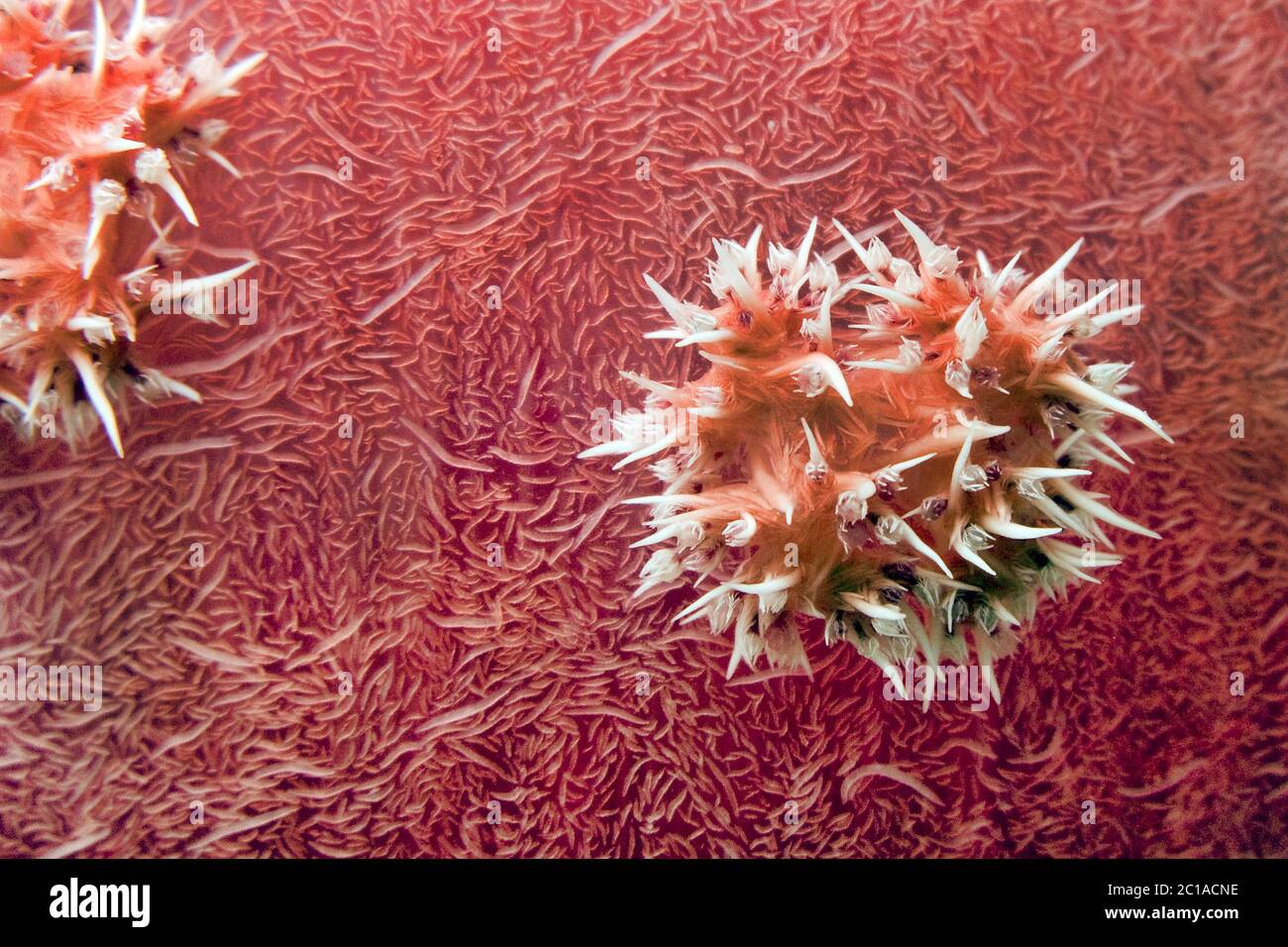 Thistle soft coral - Dendronephthya sp. Stock Photo