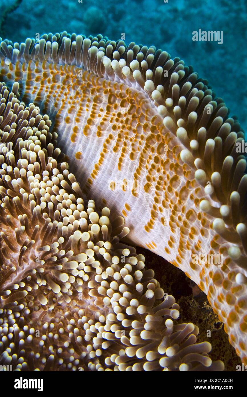 Carpet sea anemone Stichodactyla sp Stock Photo Alamy