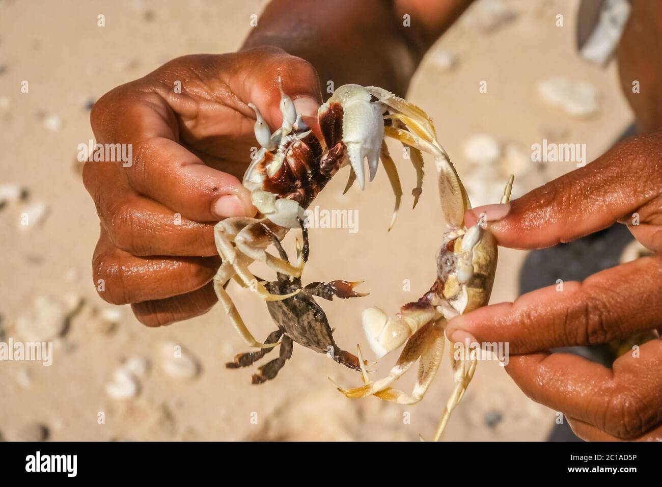 Crabs in human hands Stock Photo Alamy