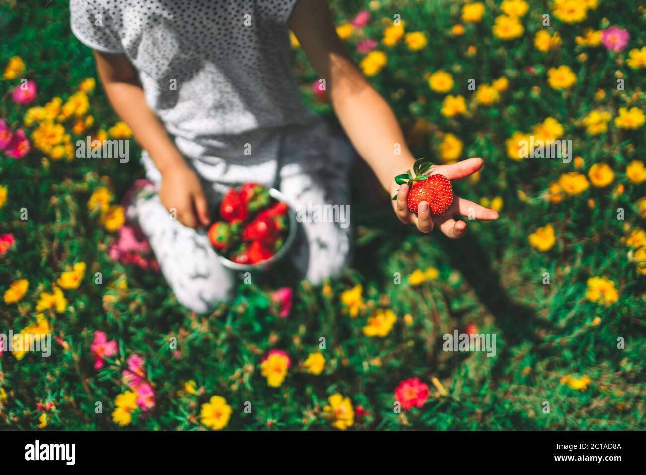 Little girl picking strawberry on a farm field . Horticulture ...