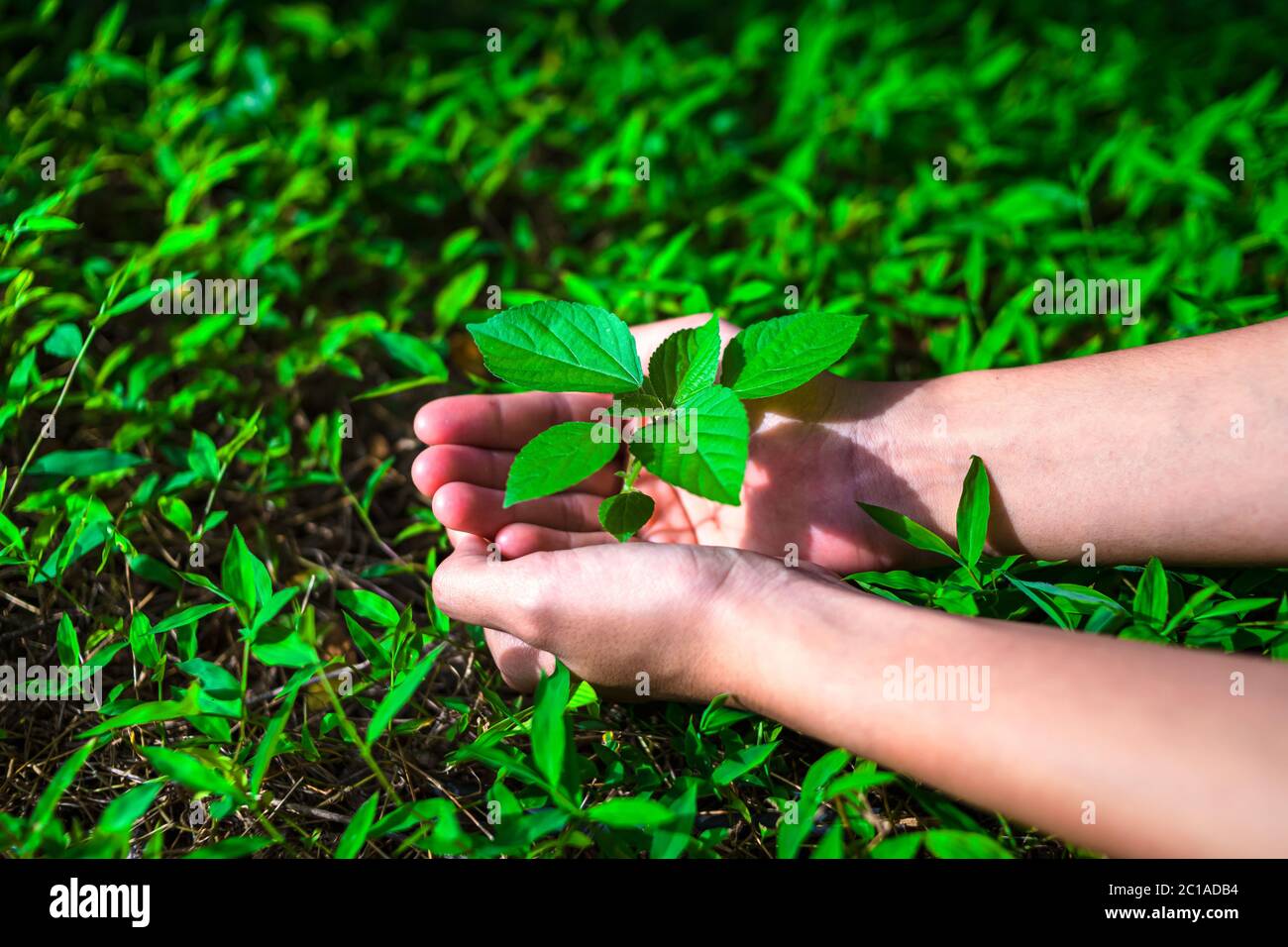 Hand protect new tree growth on the ground.hand helping,support,care
