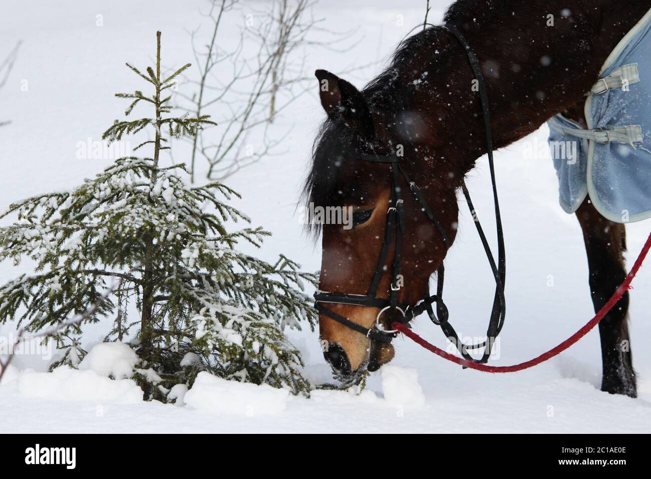 chestnut horse eats at young spruce trees and tree branches Stock Photo