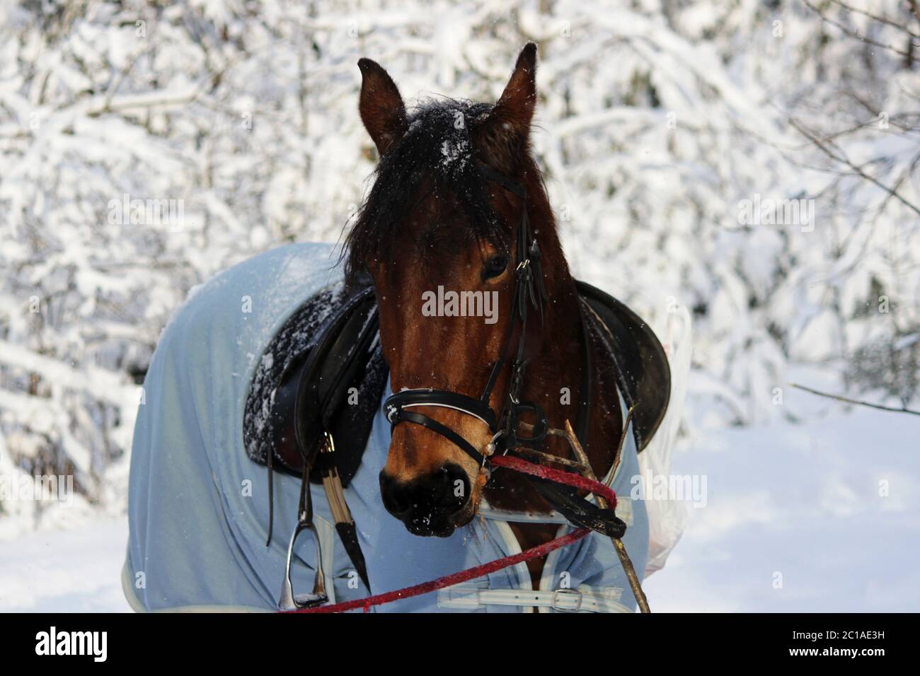 chestnut horse in a winter forest. in a horsecloth, with a bridle and a saddle Stock Photo