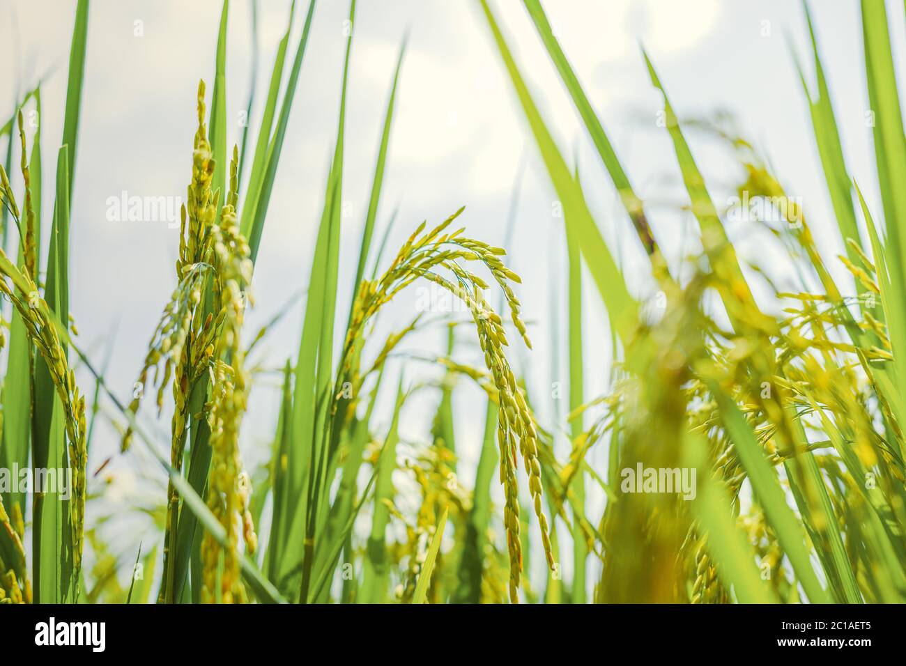 Agriculture green rice field under blue sky at contryside. farm, growth ...