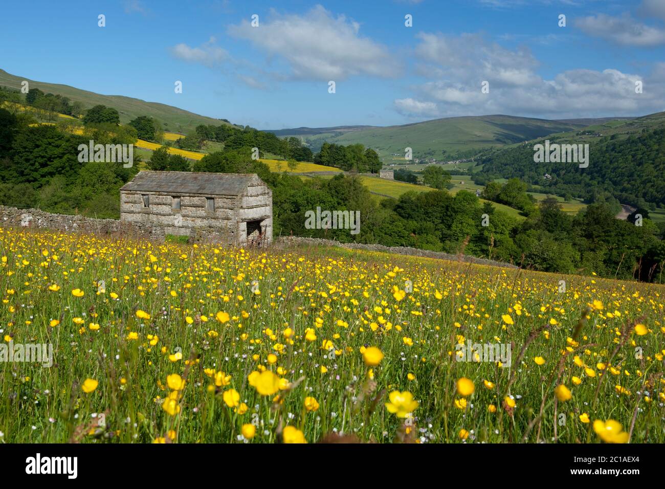 View over Buttercup meadow to valley of Swaledale, near Hawes, Yorkshire Dales National Park, North Yorkshire, England, United Kingdom, Europe Stock Photo