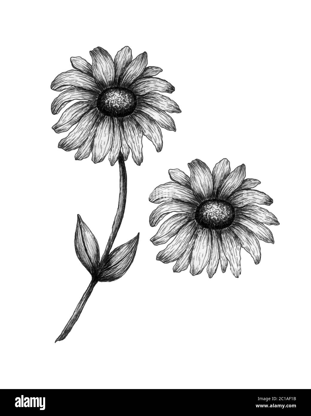 black and white daisy flower isolated on white, monochrome botanic illustration of wildflower in ink drawing Stock Photo