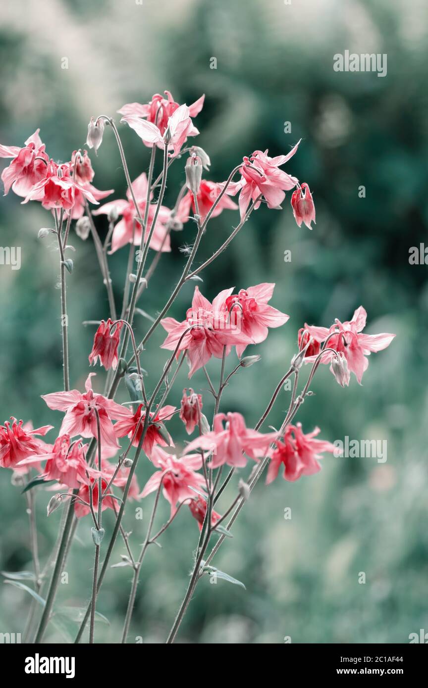 Pink Aquilegia flower close up. Spring garden flowers. Vertical crop. Stock Photo