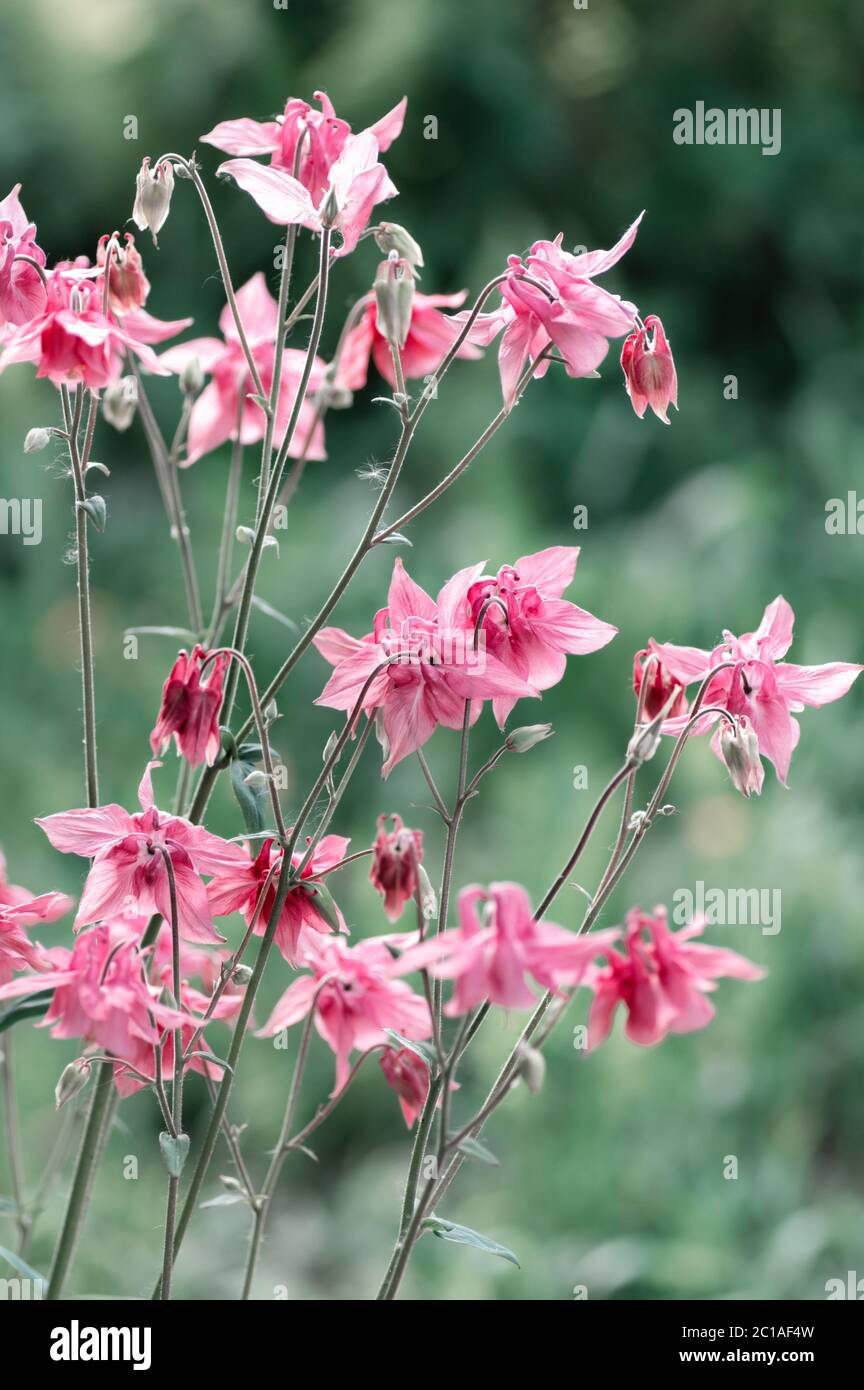 Pink Aquilegia flower close up. Spring garden flowers. Vertical crop. Stock Photo